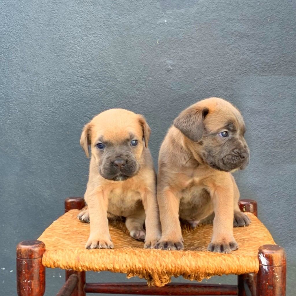 chiot Cane Corso Del Regno Di Bambu