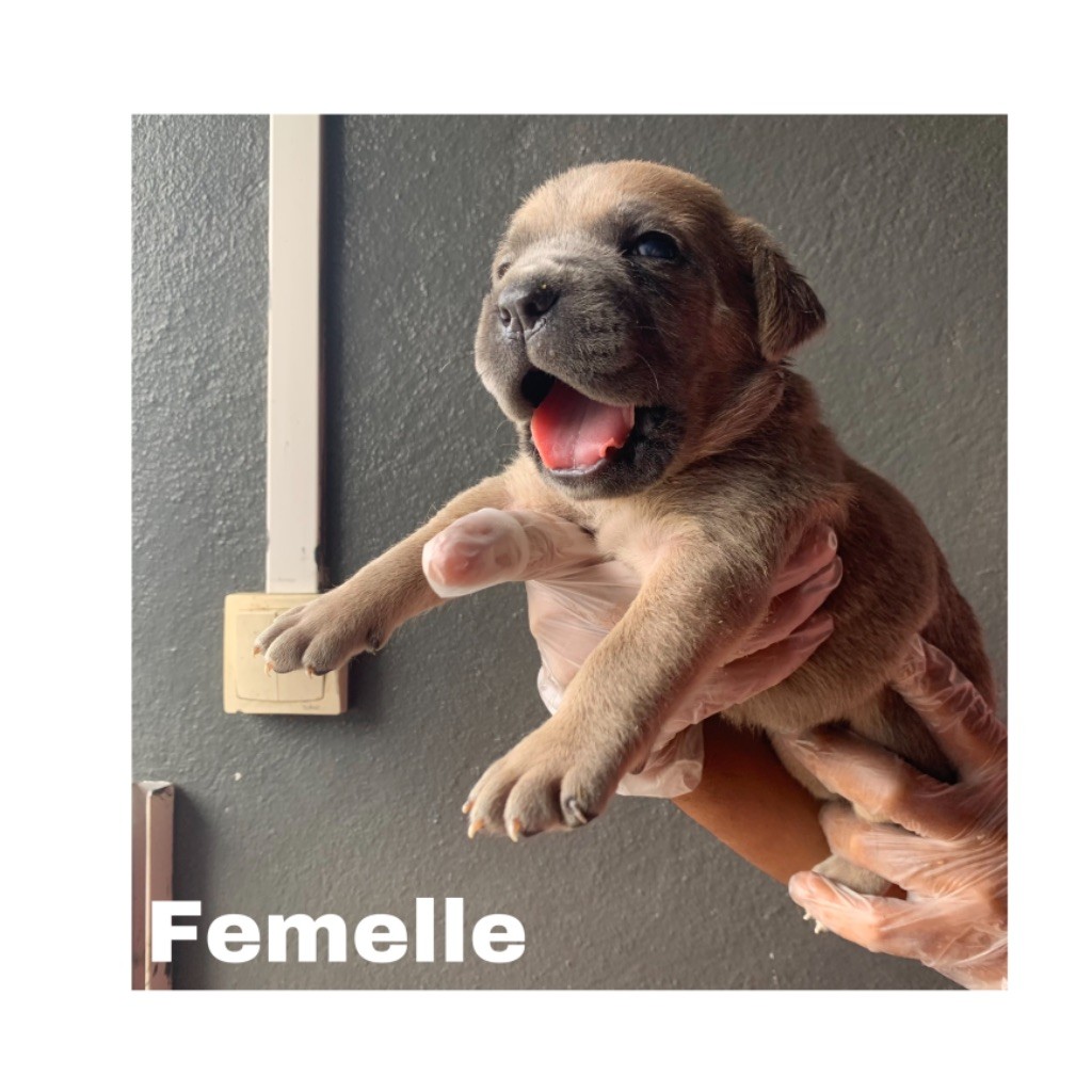 Del Regno Di Bambu - Chiots disponibles - Cane Corso