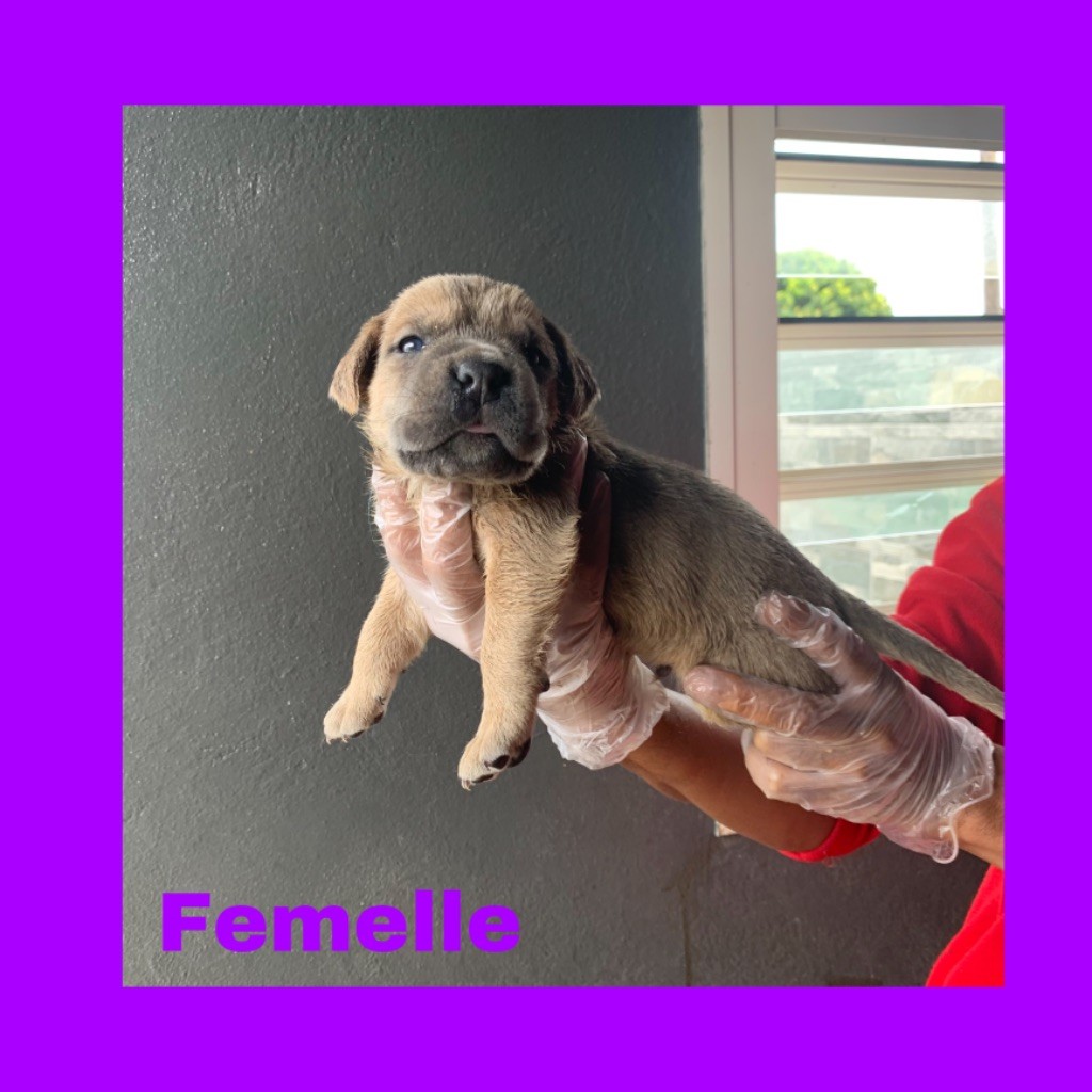 Del Regno Di Bambu - Chiots disponibles - Cane Corso